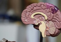 Исследователи из испанского Центра по изучению болезни Альцгеймера выяснили, что устойчивость долгожителей к ухудшению когнитивных способностей в старости связана с сохранением целостности микроструктуры белого вещества в их мозге