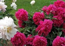 Садоводам рассказали, в какой подкормке нуждаются пионы в мае, чтобы потом в период цветения распустились гигантские бутоны