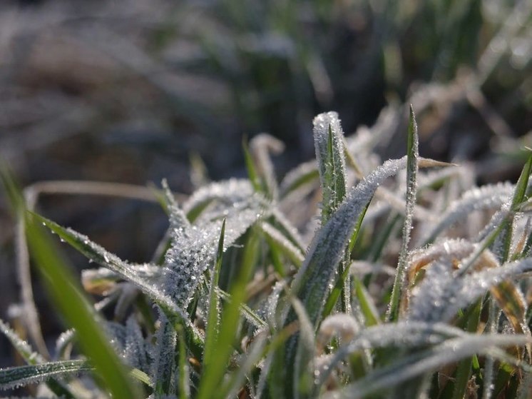 В Костромской области прогнозируется сохранение ночных заморозков