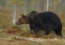 В США черный медведь утащил в лес тело мужчины после автомобильной аварии