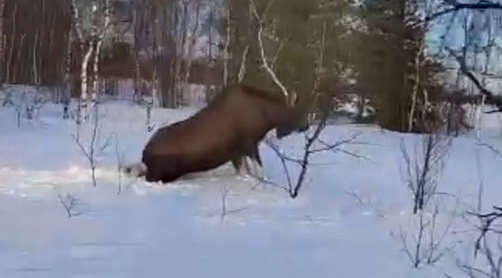 На Ямале провалившийся в сугроб лось попал на видео 