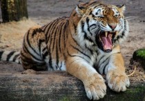 На Дальнем Востоке тигр напал на двух мужчин в лесу, когда они собирали папоротники