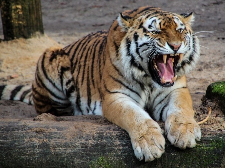 В Приморском крае на собирателей папоротника напал тигр