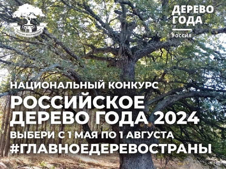 Калужский дуб из Полотняного завода претендует на звание российского дерева
