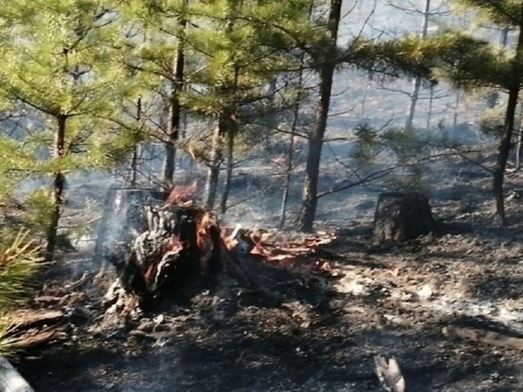 Восемь лесных пожаров на 400 га горят в шести районах Забайкалья