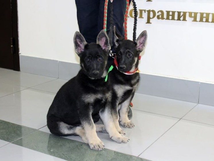 Двух щенков овчарки подарили пограничникам ФСБ Новосибирской области