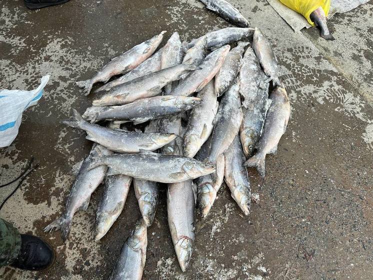 Сотрудники ФСБ у браконьера близ Лабытнанги изъяли рыбы на 24 млн