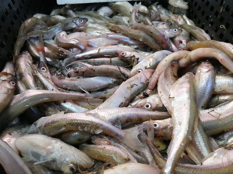 В Северном бассейне на 11% увеличился вылов рыбы