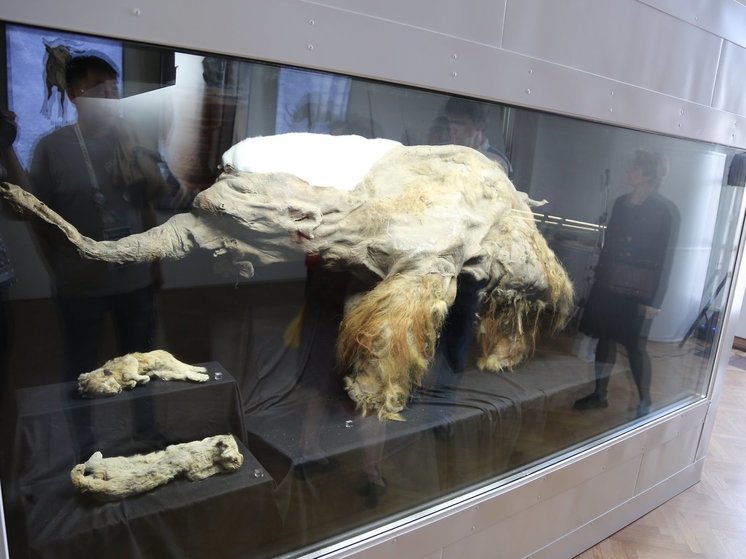 Якутия на московской выставке  показала криокамеру с мамонтёнком по имени Юка