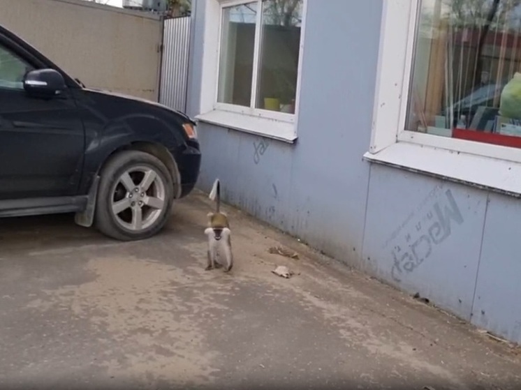 Гуляющую обезьяну заметили на улицах Комсомольска