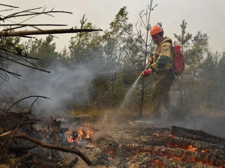 В 3 километрах от Фрязино ликвидировали лесной пожар