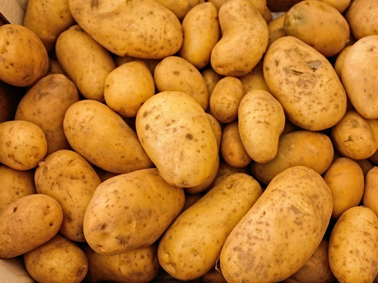 В России и Курской области в том числе в этом году дачникам может грозить штраф за выращивание на участке борщевика, наркосодержащих растений, а также картофеля для его продажи