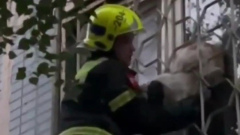 Московские спасатели освободили застрявшего в оконной решетке кота: видео