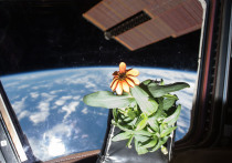 Растения помогают распространению опасных бактерий в космосе
