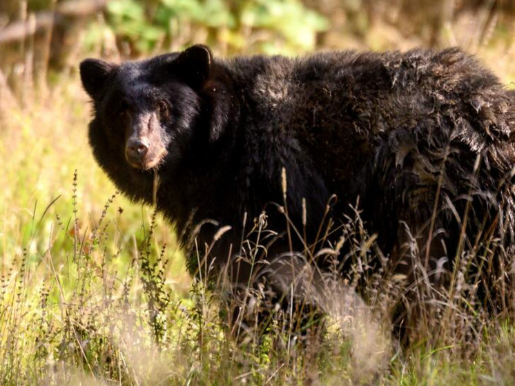 Черный медведь барибал вломился в дом к пенсионерке в Калифорнии и съел ее, пишет Los Angeles Times