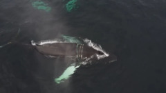 В Териберке нашли запутавшегося в сетях краснокнижного кита: видео