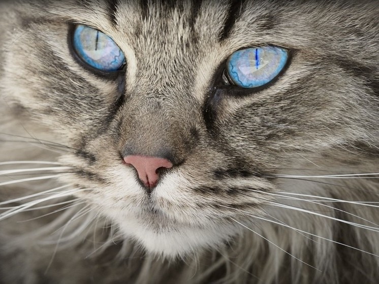 Кошки также, как и люди, могут испытывать стресс. Ветеринары рассказали жителям Хакасии об особенностях поведения пушистиков и о том, что делать, если у питомца наблюдаются признаки стресса. 