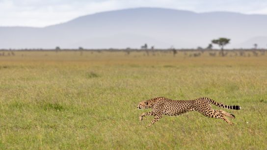 Gepard sprintet durch eine Graslandschaft. 