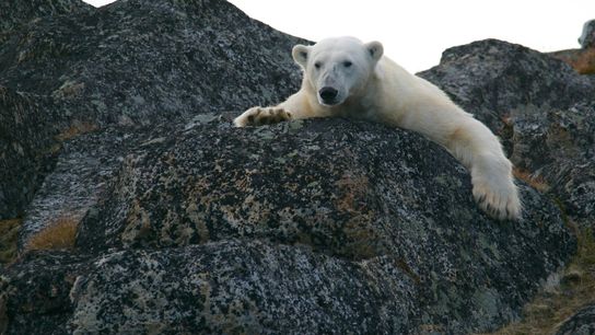 Ein Eisbär liegt auf einem schwarzem Felsen.