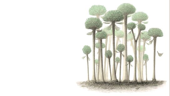 Illustration mehrerer Bäume vor einem weißen Hintergrund.