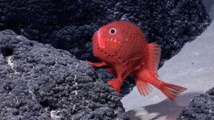 Der runde, rote Fisch vor dem grauen Meeresboden.