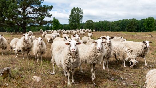 Eine Schafherde auf einer Heidefläche.
