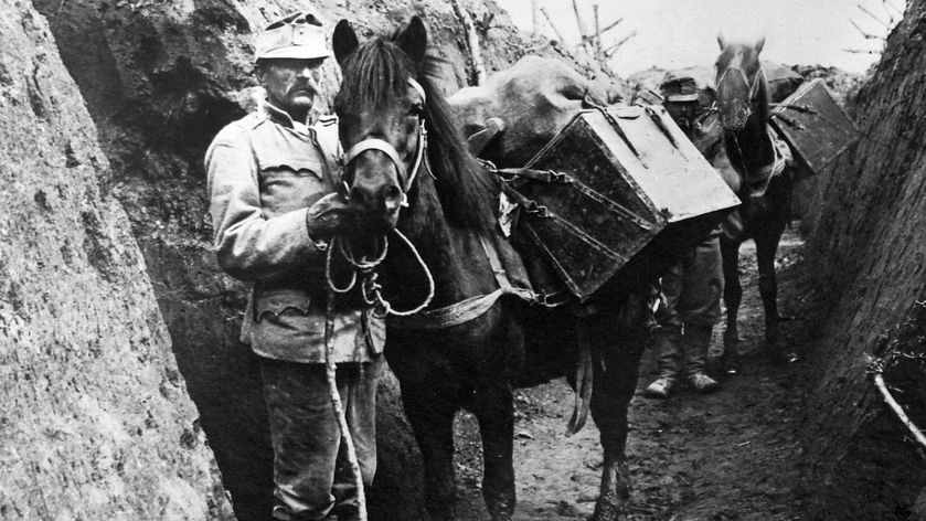 Transportpferde im Schützengraben: Bis zu 20 Millionen Pferde sollen am Ersten Weltkrieg beteiligt gewesen sein