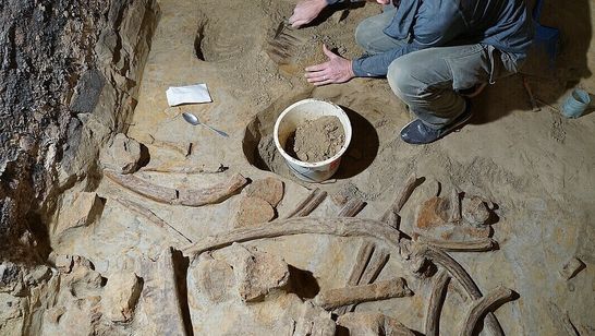 Ein Forscher kniet über den halb im Sediment vergrabenen Knochen.