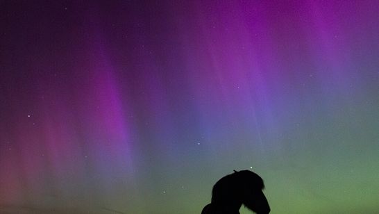 Die schwarze Silhouette eines Pferds vor dem Polarlicht.