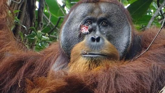 Foto des Sumatra Orang-Utan Rakus mit deutlicher Wunde unterhalb seines rechten Auges.