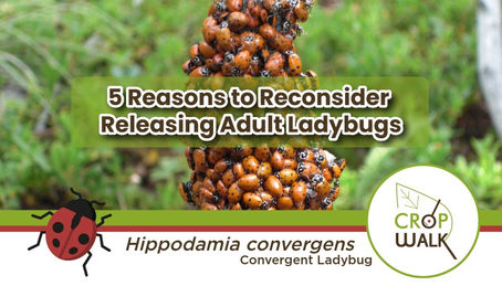 5 Reasons to Reconsider Releasing Adult Ladybugs