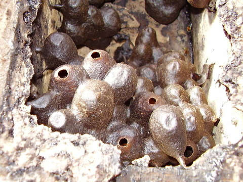 Honey pots on the Paraguaná peninsula in Venezuela.